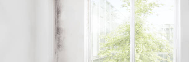 Best Attic Mold Removal  in Murphy, NC